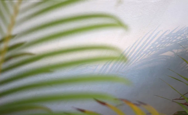 Hoja de palma tropical verde borrosa con sombra en la pared blanca —  Fotos de Stock