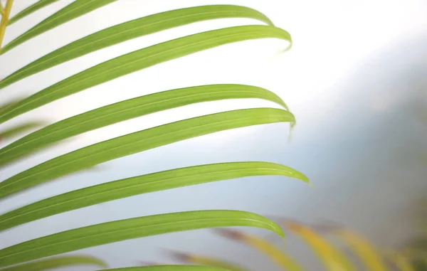 Зеленый тропический лист пальмы с тенью на белой стене — стоковое фото