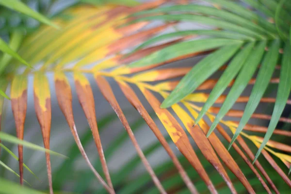 Groen tropisch palmblad met schaduw op witte muur — Stockfoto