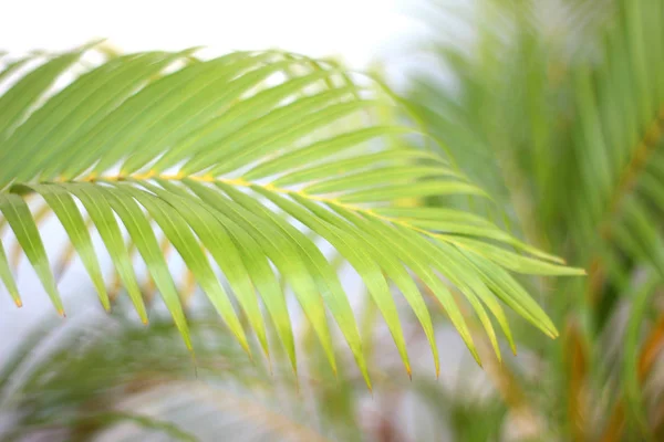 Foglia di palma tropicale verde con ombra sulla parete bianca — Foto Stock