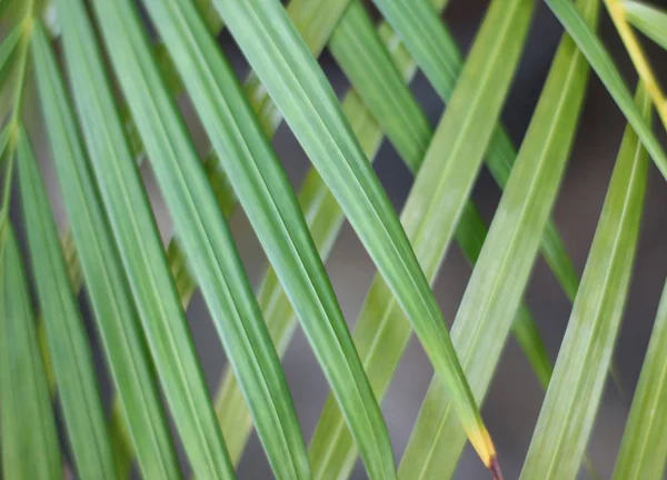 Green tropical palm leaf with shadow on white wall — Stock Photo, Image