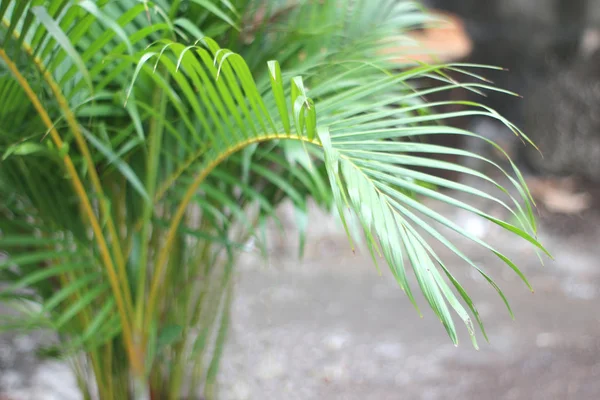 Folha de palma tropical verde com sombra na parede branca — Fotografia de Stock