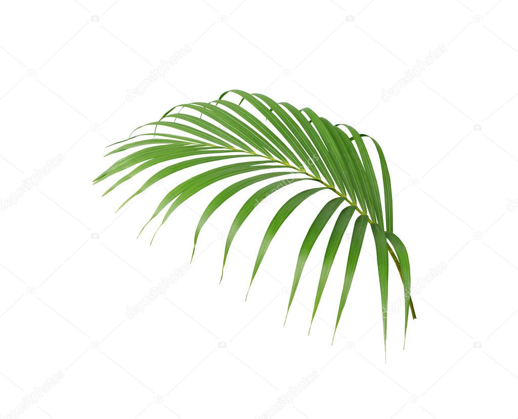 tropical green palm leaf isolated on white for summer background