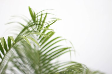 Beyaz duvarda gölgesi olan yeşil tropikal palmiye yaprağı