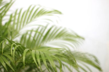 Beyaz duvarda gölgesi olan yeşil tropikal palmiye yaprağı