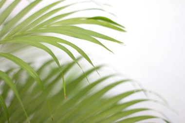 Beyaz duvarda gölgesi olan yeşil tropikal palmiye yaprağı