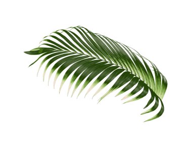 Beyaz arkaplanda izole edilmiş tropikal yeşil palmiye ağacı