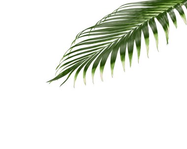 Beyaz arkaplanda izole edilmiş tropikal yeşil palmiye ağacı