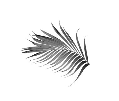 Beyaz arkaplanda izole edilmiş tropik yeşil palmiye yaprağı ağacı