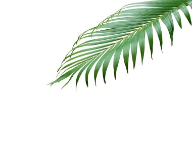 Beyaz arkaplanda izole edilmiş tropikal yeşil palmiye ağacı