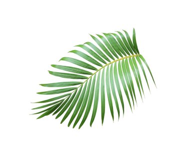 Beyaz arkaplanda izole edilmiş tropikal yeşil palmiye ağacı