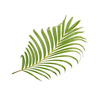 Beyaz arkaplanda izole edilmiş tropikal yeşil palmiye ağacı