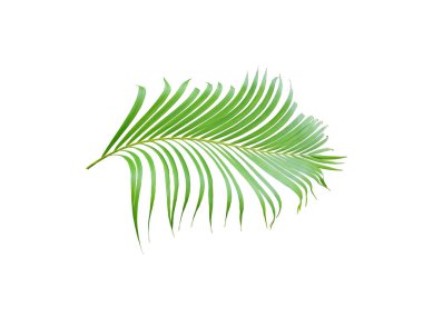 Beyaz arkaplanda izole edilmiş tropikal yeşil palmiye ağacı