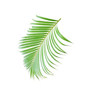 Beyaz arkaplanda izole edilmiş tropikal yeşil palmiye ağacı