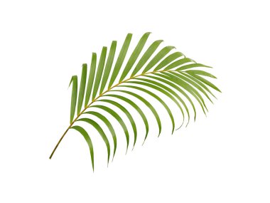 Beyaz arkaplanda izole edilmiş tropikal yeşil palmiye ağacı