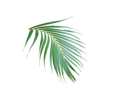Beyaz arkaplanda izole edilmiş tropik yeşil palmiye yaprağı ağacı