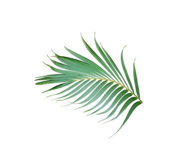 Beyaz arkaplanda izole edilmiş tropik yeşil palmiye yaprağı ağacı