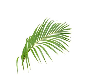 Beyaz arkaplanda izole edilmiş tropikal yeşil palmiye ağacı