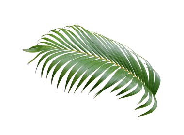 Beyaz arkaplanda izole edilmiş tropikal yeşil palmiye ağacı