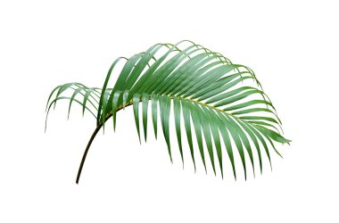 Beyaz arkaplanda izole edilmiş tropikal yeşil palmiye ağacı
