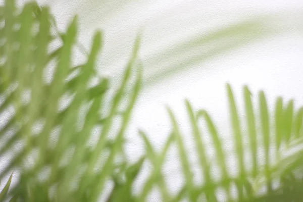 Foglia di palma tropicale verde con ombra sulla parete bianca — Foto Stock
