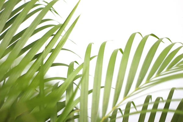 Feuille de palmier tropicale verte avec ombre sur mur blanc — Photo