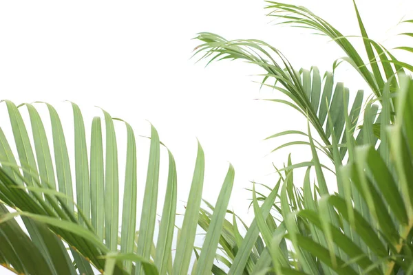 Feuille de palmier tropicale verte avec ombre sur mur blanc — Photo