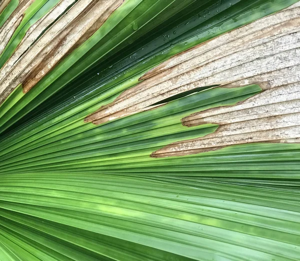 Tropical green palm leaf for summer background — Stock Photo, Image