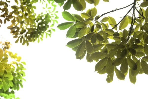 Κλαδί με φρέσκα πράσινα φύλλα — Φωτογραφία Αρχείου