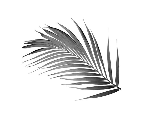 Зеленый тропический листок пальмы, выделенный на белом фоне — стоковое фото