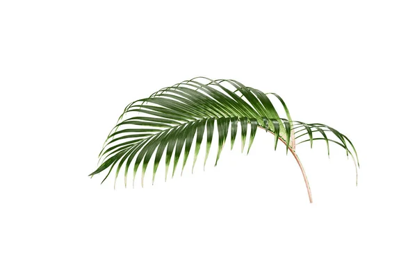 Tropical green palm leaf tree isolated on white background — Stock Photo, Image