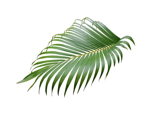 Palmier vert tropical isolé sur fond blanc — Photo