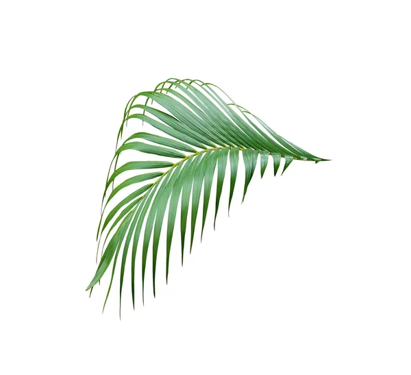 Árvore de folha de palma verde tropical isolada no fundo branco — Fotografia de Stock