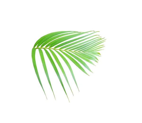 Tropische grüne Palme Blatt Baum isoliert auf weißem Hintergrund — Stockfoto