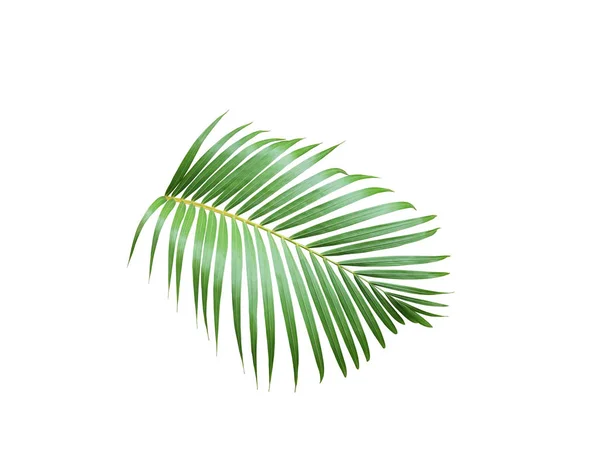 Tropické zelené palmové listy stromu izolované na bílém pozadí — Stock fotografie