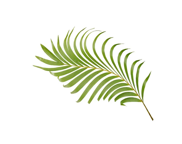 Tropische groene palmboom geïsoleerd op witte achtergrond — Stockfoto