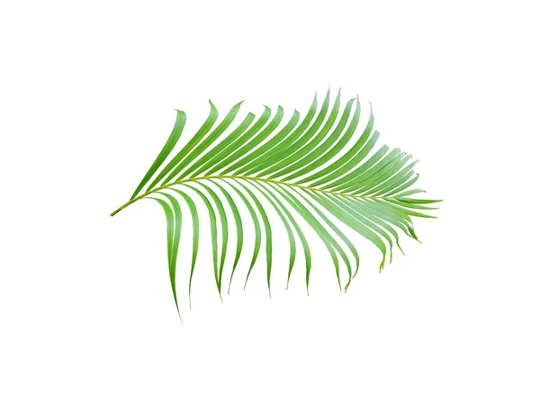 Тропический зеленый лист пальмы на белом фоне — стоковое фото