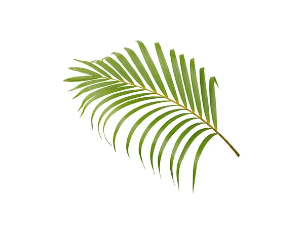 Тропічне зелене пальмове дерево ізольоване на білому тлі — стокове фото