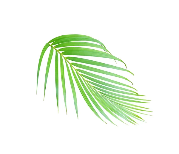 Tropické zelené palmové listy stromu izolované na bílém pozadí — Stock fotografie