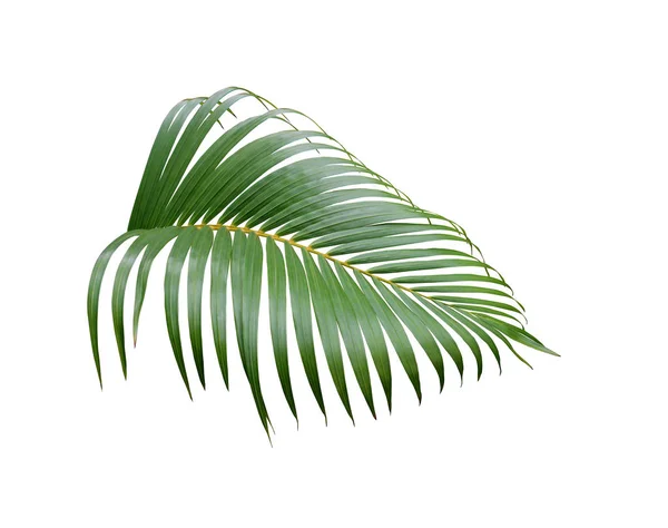 Trooppinen vihreä palmunlehti puu eristetty valkoisella pohjalla — kuvapankkivalokuva