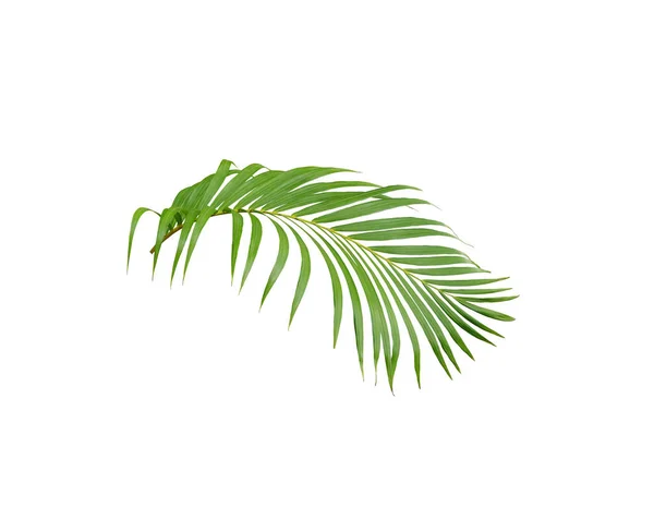 Tropical green palm leaf tree isolated on white background — Stock Photo, Image