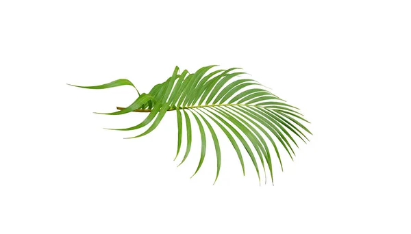 Palmier vert tropical isolé sur fond blanc — Photo