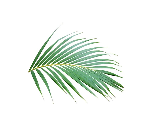 Foglia tropicale albero verde palma isolato su sfondo bianco — Foto Stock