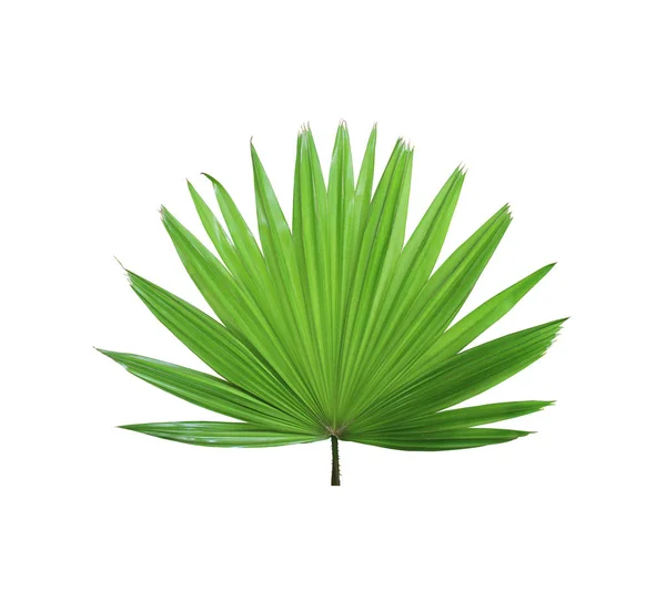 Tropische grüne chinesische Windmühle Palmblätterbaum isoliert auf weiß — Stockfoto