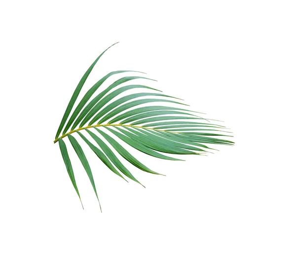 Trópusi levél zöld pálmafa elszigetelt fehér háttér — Stock Fotó