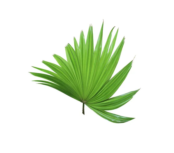 Vert tropical chinois moulin à vent palmier feuille isolé sur blanc — Photo