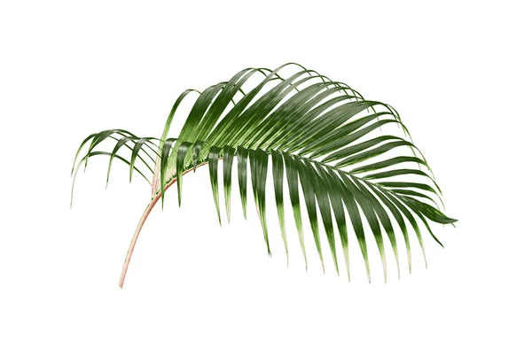 Tropical green palm leaf tree isolated on white background — Stock Photo, Image