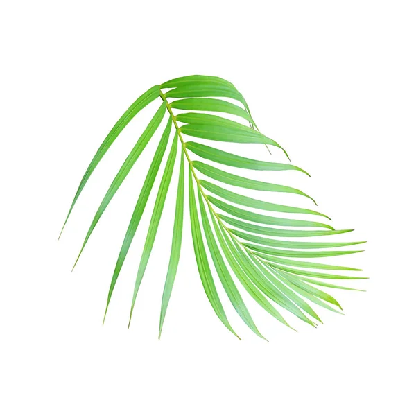 Palmera verde tropical aislada sobre fondo blanco — Foto de Stock