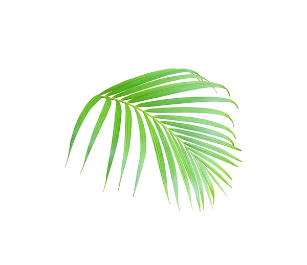 Árvore de folha de palma verde tropical isolada no fundo branco — Fotografia de Stock