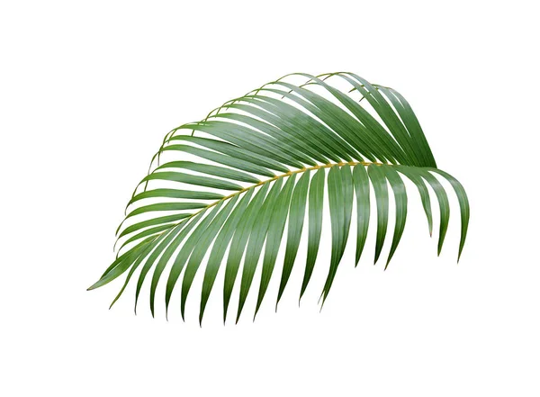 Beyaz arkaplanda izole edilmiş tropikal yeşil palmiye ağacı — Stok fotoğraf